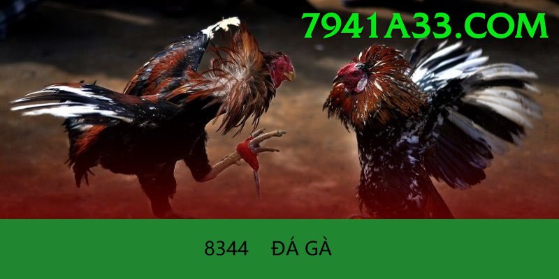 Đá Gà Trực Tiếp - hay88